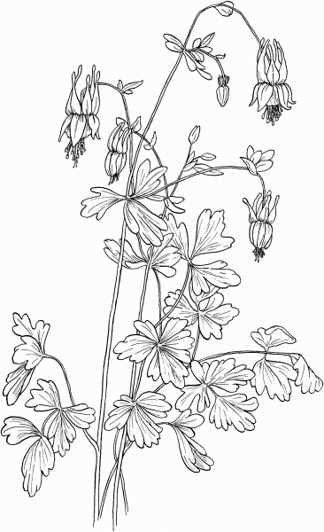 Aquilegia Canadensis Eastern Red Columbine coloring page image