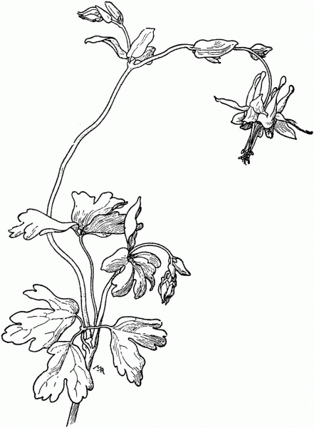 Aquilegia Truncata Red Columbine coloring page image