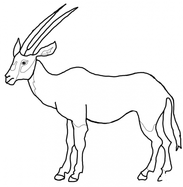 Arabian Oryx coloring page image