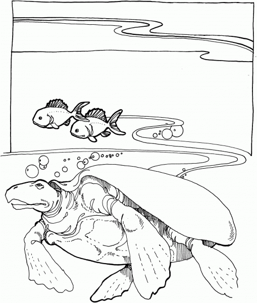 Archelon extinct sea turtle coloring page image