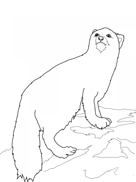 Arctic Fox coloring page image