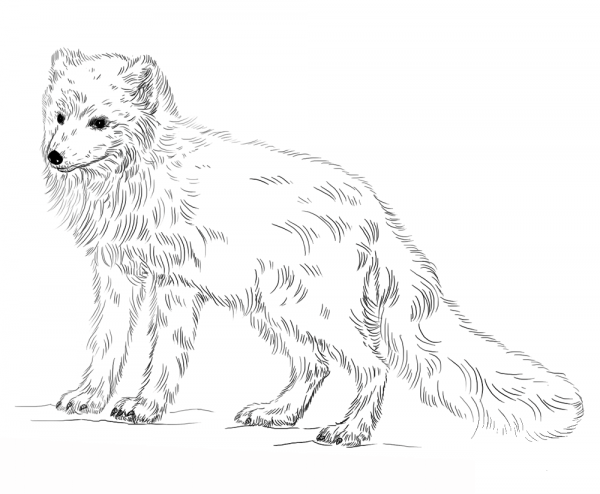 Arctic Fox coloring page image