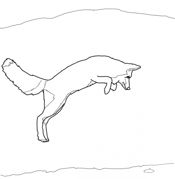 Arctic Fox Jump coloring page image