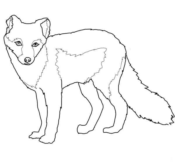 Arctic Fox Summer Coat coloring page image