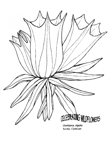 Arctic Gentain coloring page image