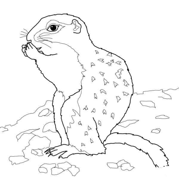 Arctic Ground Squirrel coloring page image
