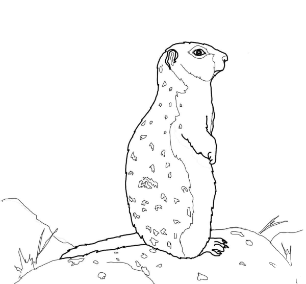 Arctic Ground Squirrel Stands on a Rock coloring page image