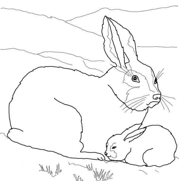 Arctic Hare Baby and Mother coloring page image
