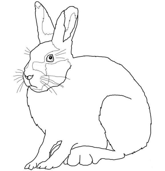 Arctic Hare coloring page image