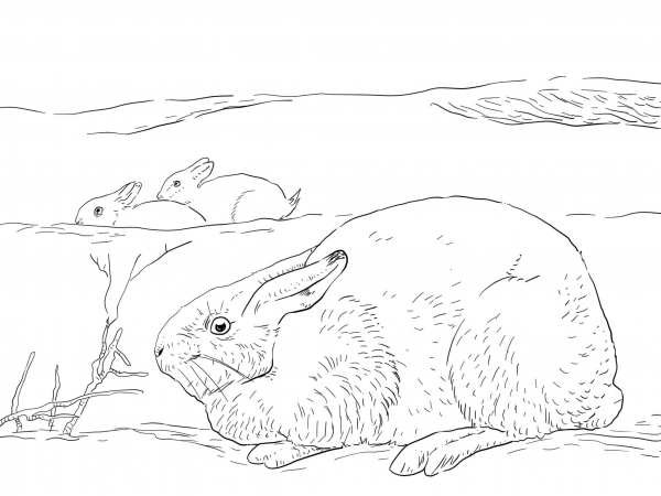 Arctic Hares coloring page image