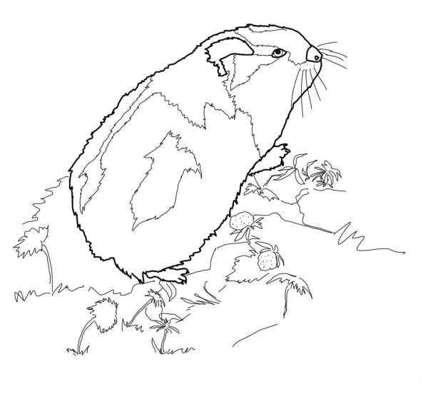 Arctic Lemming coloring page image