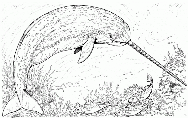 Arctic Narwhal Whale coloring page image