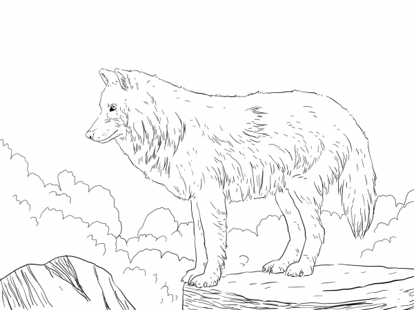 Arctic Snow Wolf coloring page image