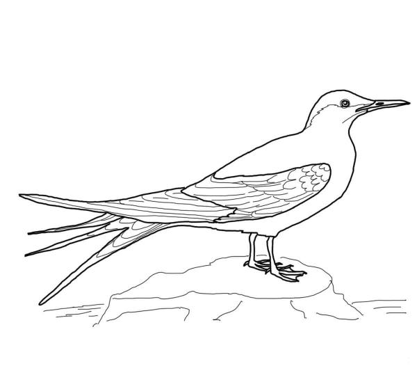 Arctic Tern coloring page image