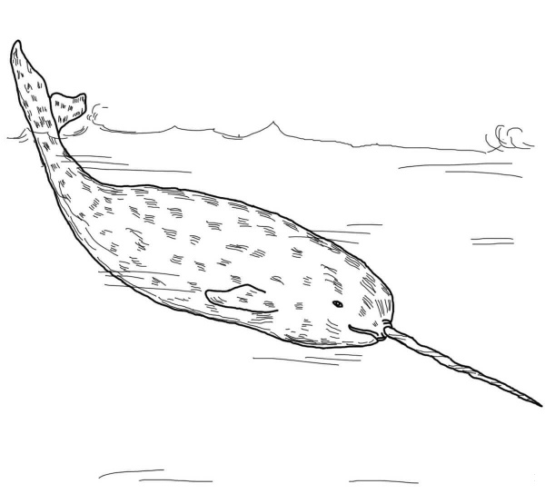 Arctic Whale Narwhal coloring page image