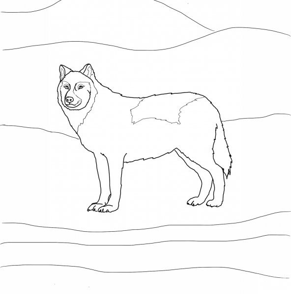 Arctic White Wolf  coloring page image