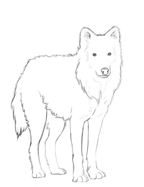 Arctic Wolf coloring page image
