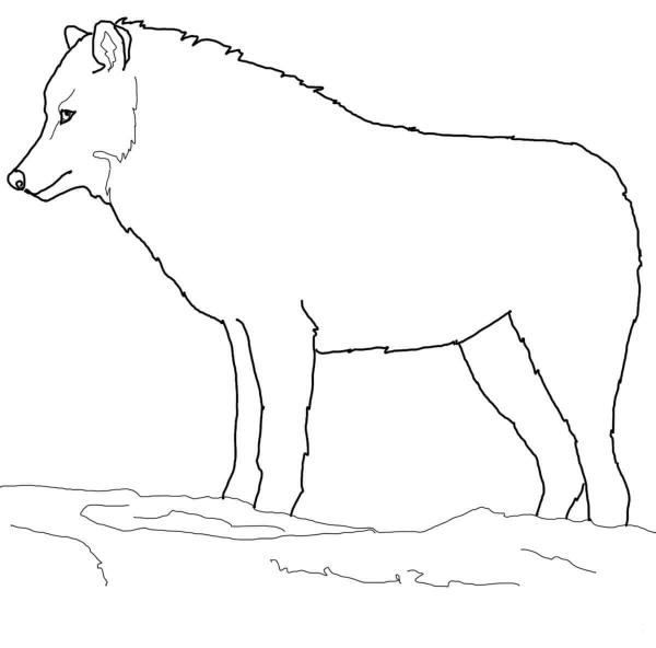 Arctic Wolf coloring page image