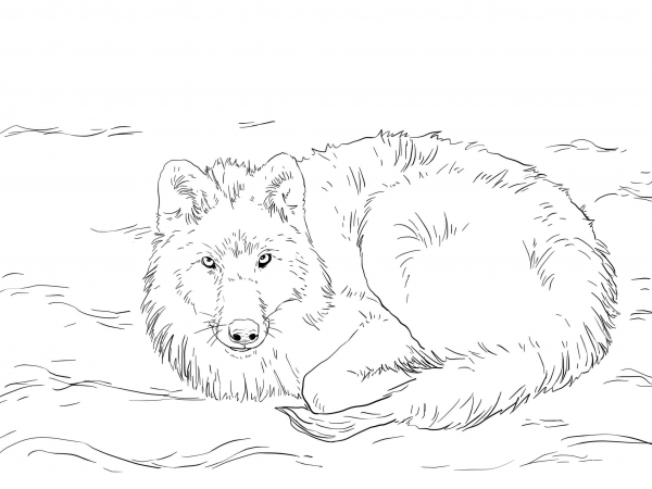 Arctic Wolf Laying on Snow coloring page image