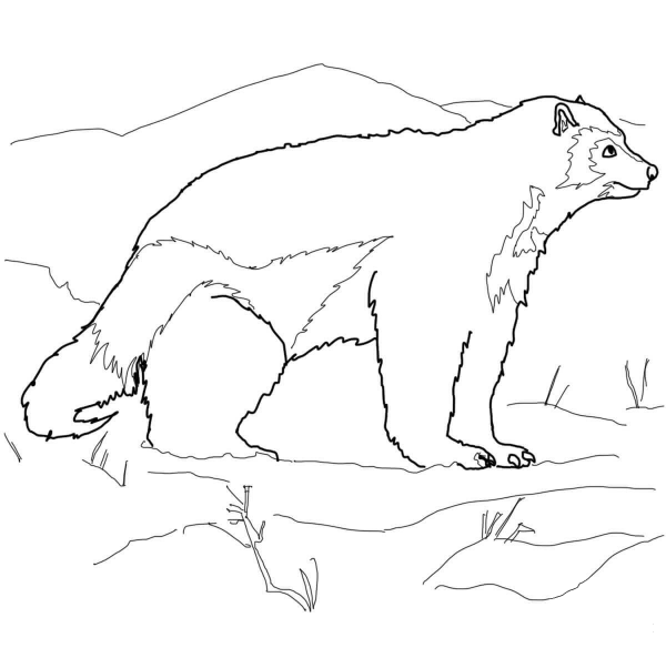 Arctic Wolverine coloring page image