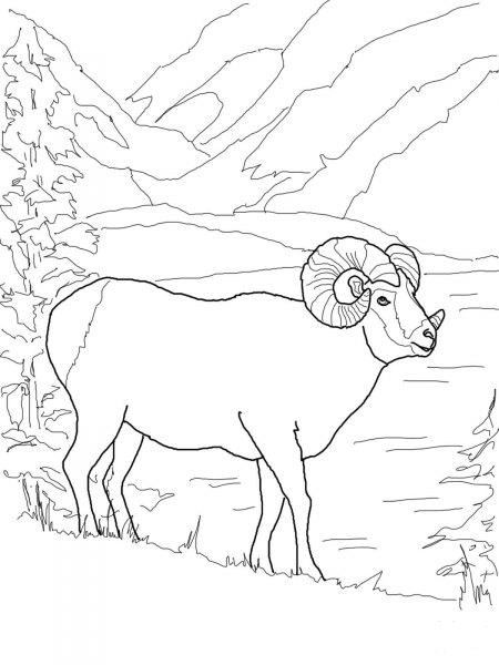 Argali Mountain Sheep coloring page image