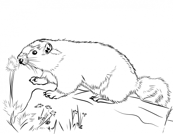 Hoary Marmot  coloring page image