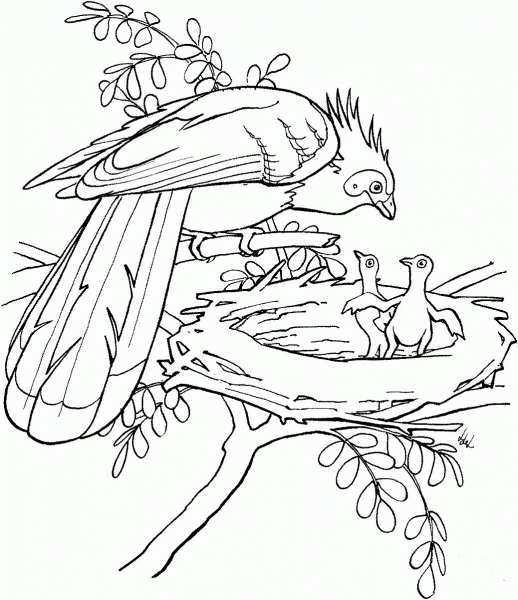 Hoatzin Bird coloring page image