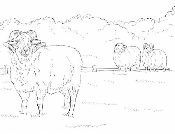 Hog Island Sheep coloring page image