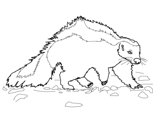 Hog Nosed Striped Skunk coloring page image