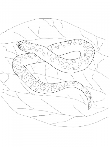 Hognose Snake coloring page image