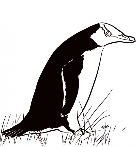 Hoiho Yellow-eyed Penguin coloring page image