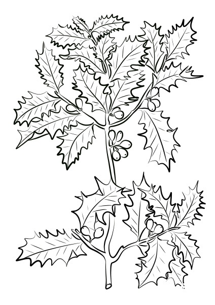Holly coloring page image
