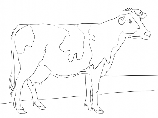 Holstein Cow coloring page image