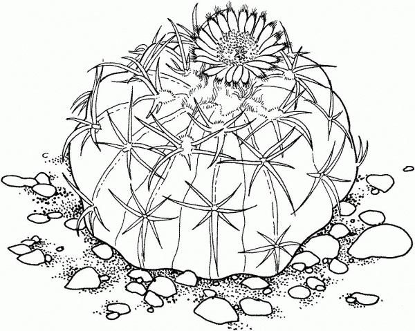 Homalocephala Texensis or Horse Crippler Cactus coloring page image