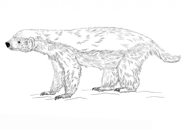 Honey Badger coloring page image