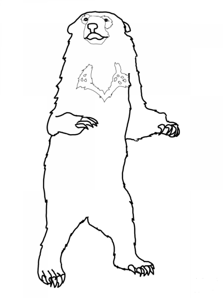 Honey Bear coloring page image