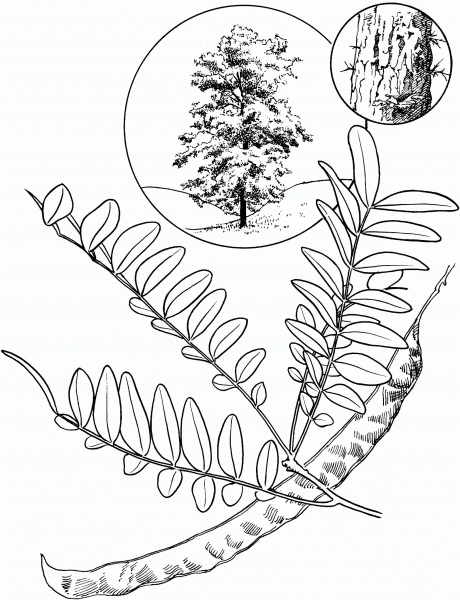 Honey Locust coloring page image