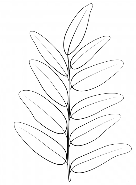 Honey Locust Leaf coloring page image