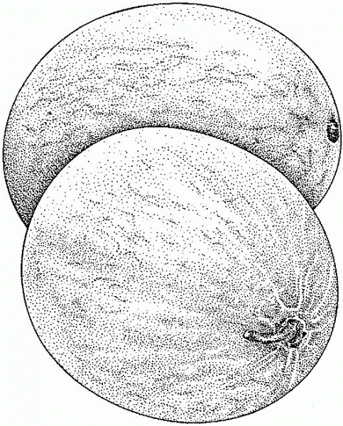 Honeydew coloring page image