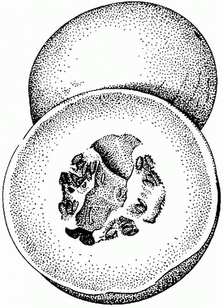 Honeydew Melon coloring page image