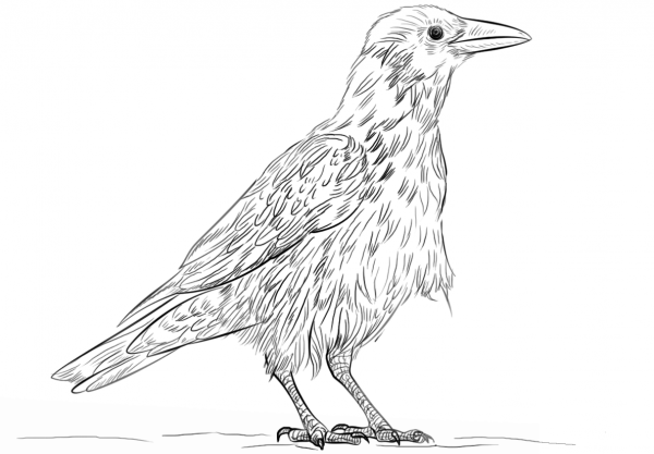 Hooded Crow coloring page image