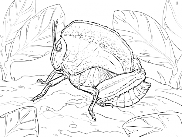 Hooded Grasshopper coloring page image
