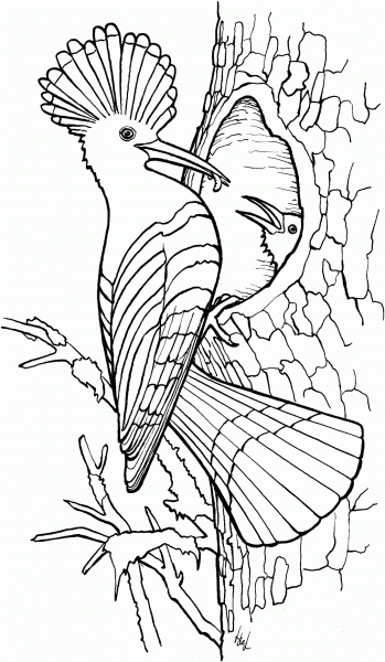 Hoopoe coloring page image