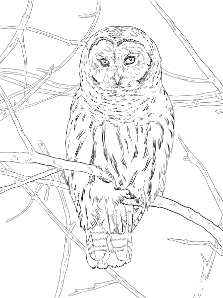Hoot Owl coloring page image