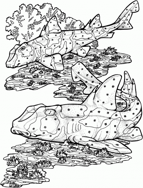 Horn Sharks coloring page image