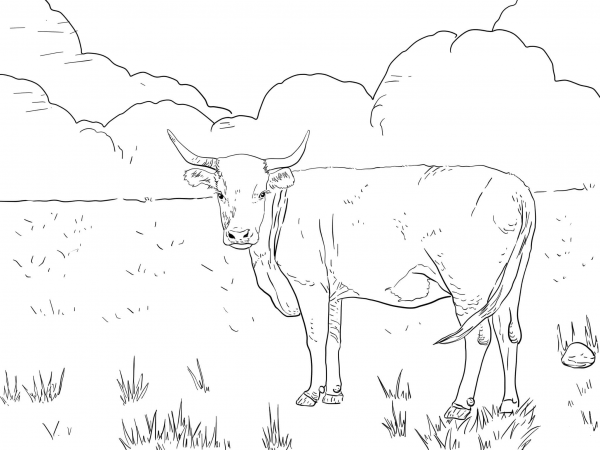Horned Hereford Cow coloring page image