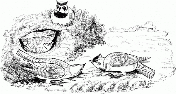 Horned Lark Birds coloring page image