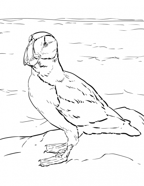 Horned Puffin coloring page image