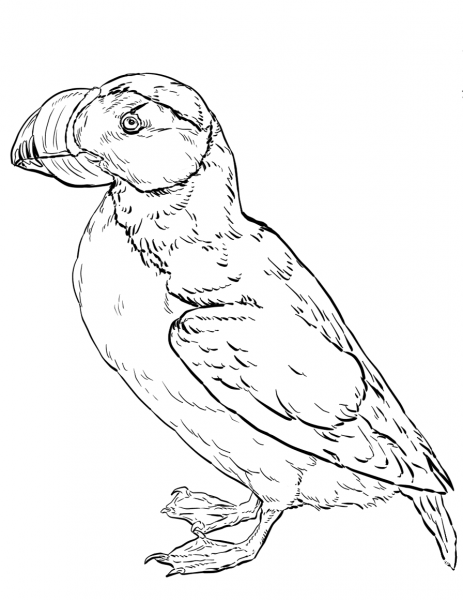 Horned Puffin coloring page image