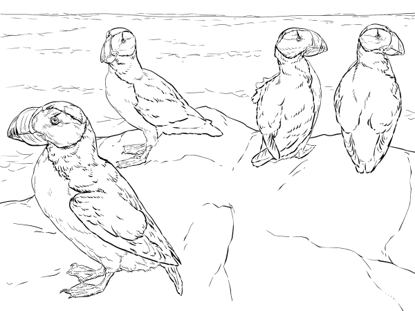 Horned Puffins coloring page image